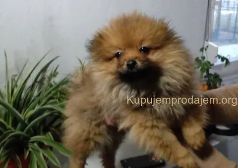 Pomeranac PRELEPI štenci - 3/5