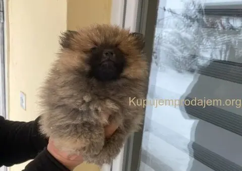 Pomeranac PRELEPI štenci - 4/5