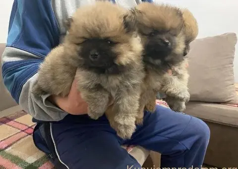 Pomeranac PRELEPI štenci - 5/5