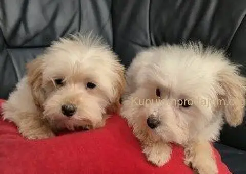 Maltipo toy stenci - 1/5