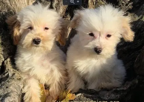 Maltipo toy stenci - 2/5