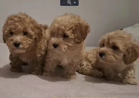 Maltipo toy stenci - 3/5