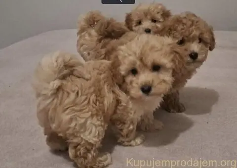 Maltipo toy stenci - 4/5