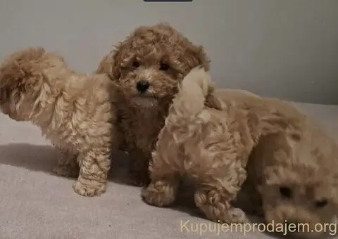 Maltipo toy stenci - 5/5