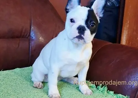 Francuski Buldog VRHUNSKO štene - 1/3