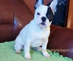 Francuski Buldog VRHUNSKO štene