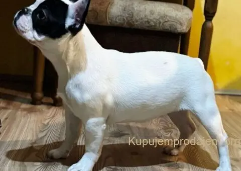 Francuski Buldog VRHUNSKO štene - 2/3