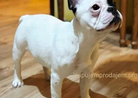 Francuski Buldog VRHUNSKO štene - 3/3