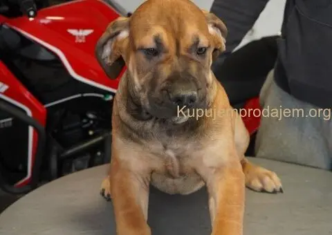 Južnoafrički mastif - Boerboel štenci - 1/11
