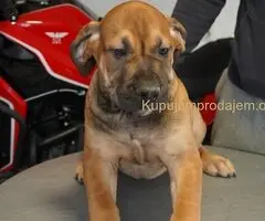 Južnoafrički mastif - Boerboel štenci