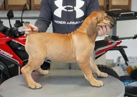 Južnoafrički mastif - Boerboel štenci - 2/11