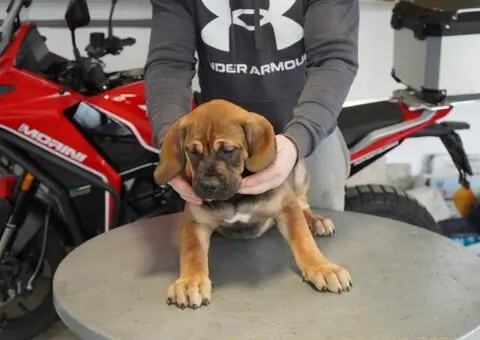 Južnoafrički mastif - Boerboel štenci - 3/11