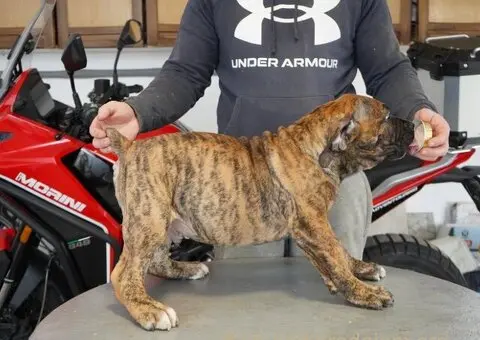 Južnoafrički mastif - Boerboel štenci - 4/11