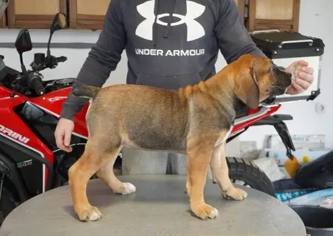 Južnoafrički mastif - Boerboel štenci - 5/11