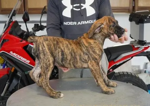 Južnoafrički mastif - Boerboel štenci - 6/11