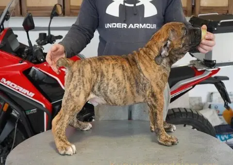 Južnoafrički mastif - Boerboel štenci - 7/11