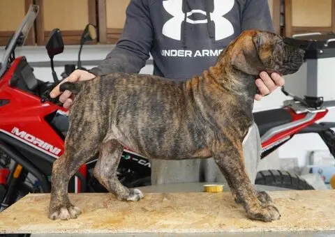 Južnoafrički mastif - Boerboel štenci - 8/11