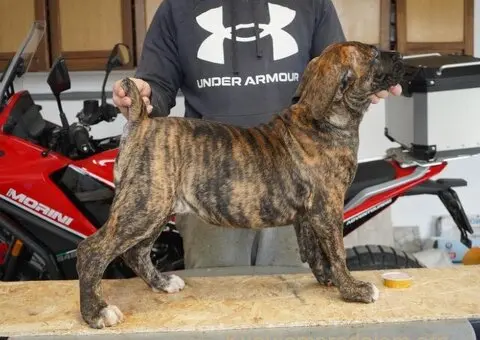 Južnoafrički mastif - Boerboel štenci - 9/11