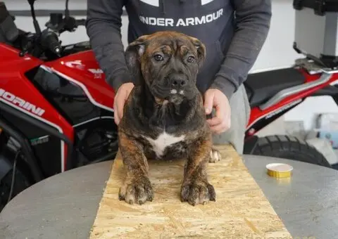 Južnoafrički mastif - Boerboel štenci - 10/11