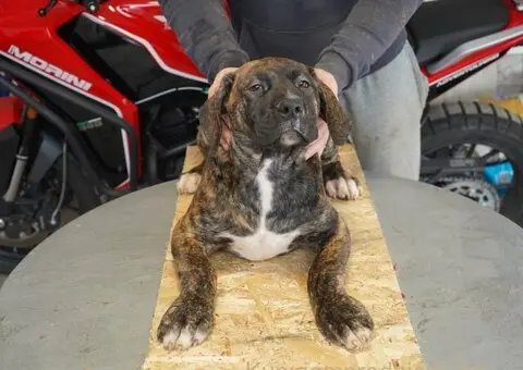 Južnoafrički mastif - Boerboel štenci - 11/11