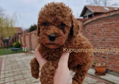 Crvene pudle toy, od oba roditelja u mom vlasnistvu - 1/3