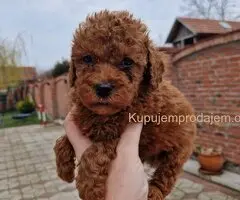 Crvene pudle toy, od oba roditelja u mom vlasnistvu