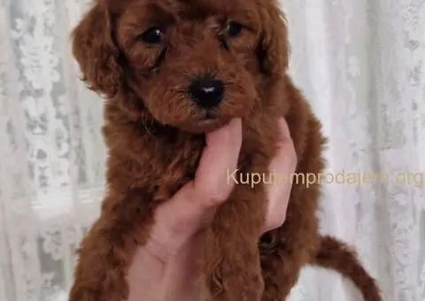 Crvene pudle toy, od oba roditelja u mom vlasnistvu - 3/3