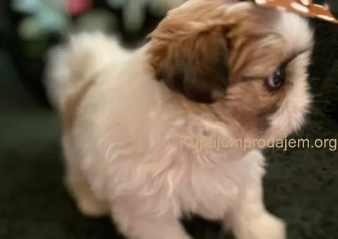 Prelepi Shih Tzu štenci iz registrovane FCI/KSS odgajivačnice - 1/11