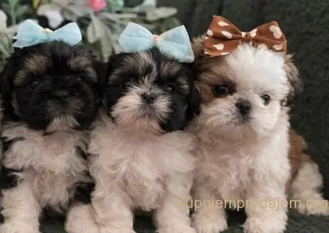 Prelepi Shih Tzu štenci iz registrovane FCI/KSS odgajivačnice - 2/11