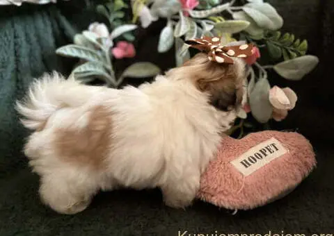 Prelepi Shih Tzu štenci iz registrovane FCI/KSS odgajivačnice - 3/11