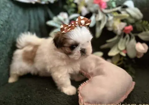 Prelepi Shih Tzu štenci iz registrovane FCI/KSS odgajivačnice - 5/11