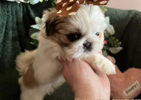 Prelepi Shih Tzu štenci iz registrovane FCI/KSS odgajivačnice - 6/11