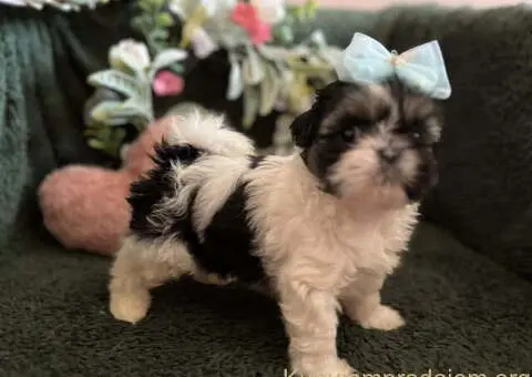 Prelepi Shih Tzu štenci iz registrovane FCI/KSS odgajivačnice - 7/11