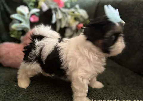 Prelepi Shih Tzu štenci iz registrovane FCI/KSS odgajivačnice - 8/11