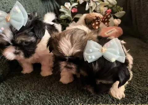 Prelepi Shih Tzu štenci iz registrovane FCI/KSS odgajivačnice - 9/11