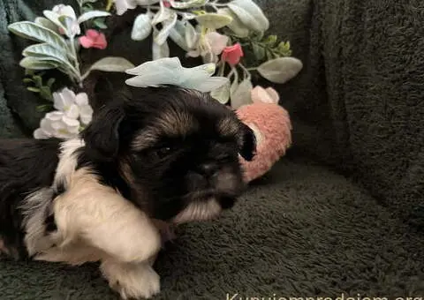 Prelepi Shih Tzu štenci iz registrovane FCI/KSS odgajivačnice - 10/11