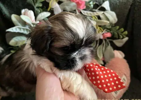 Prelepi Shih Tzu štenci iz registrovane FCI/KSS odgajivačnice - 11/11