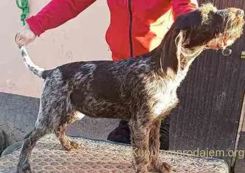 Nemački oštrodlaki ptičar - 1/3