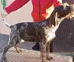 Nemački oštrodlaki ptičar