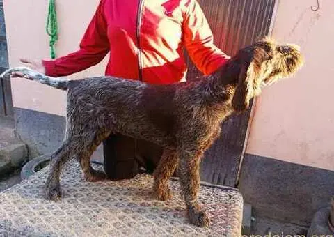 Nemački oštrodlaki ptičar - 2/3