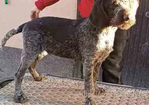 Nemački oštrodlaki ptičar - 3/3