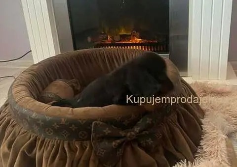 Dugodlaki patuljasti jazavičari - 1/7