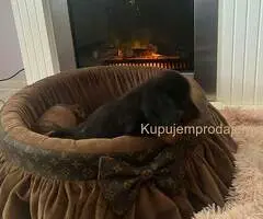 Dugodlaki patuljasti jazavičari