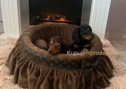 Dugodlaki patuljasti jazavičari - 2/7