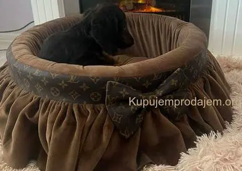 Dugodlaki patuljasti jazavičari - 3/7