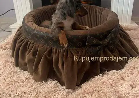 Dugodlaki patuljasti jazavičari - 4/7