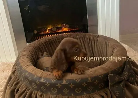 Dugodlaki patuljasti jazavičari - 5/7