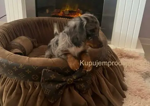 Dugodlaki patuljasti jazavičari - 6/7