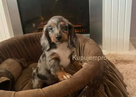 Dugodlaki patuljasti jazavičari - 7/7