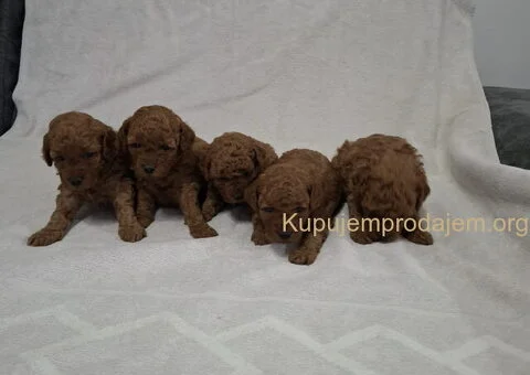 Prodajem patuljaste crvene pudle